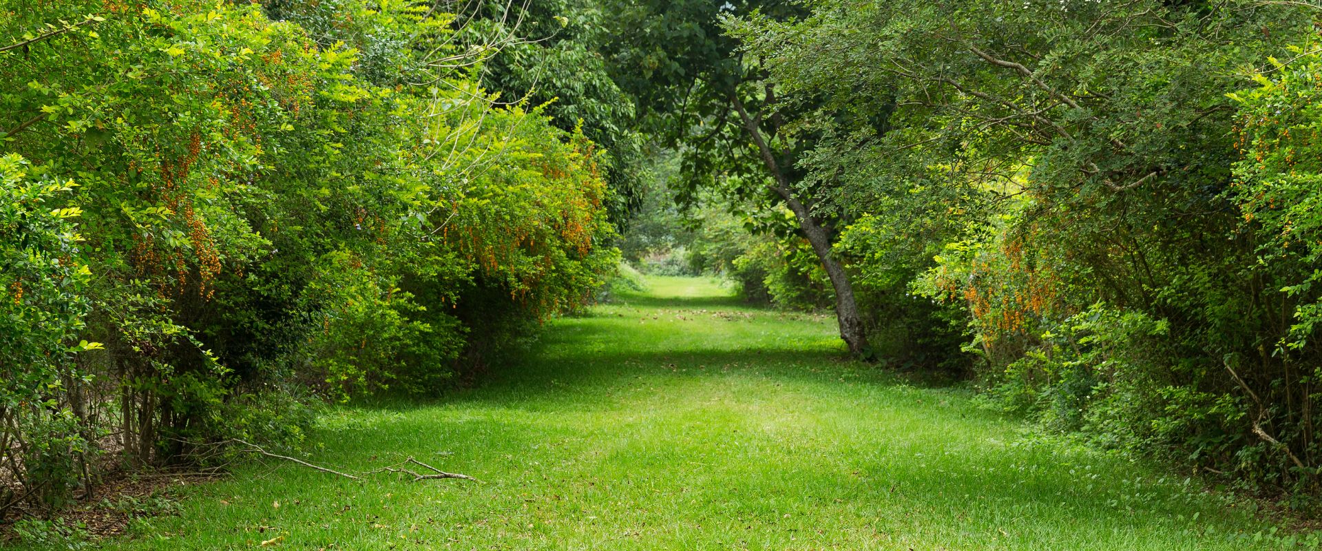Entretien de jardin | Tony Jardin